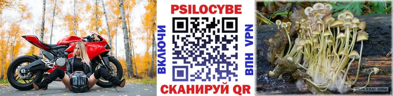 Купить где  Жиздра  Галлюциногенные грибы Psilocybine cubensis 